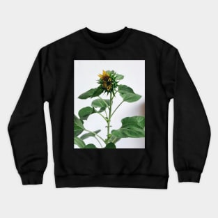 Sunflower A Crewneck Sweatshirt